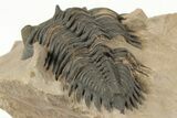 Metacanthina Trilobite - Lghaft, Morocco #204077-4